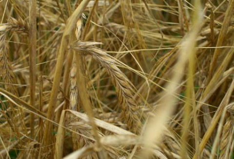 Oziminy nie rokują wysokich zbiorów