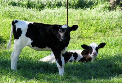 USA – W dalszym ciągu wzrasta eksport wołowiny