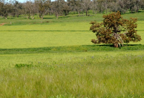 Jeszcze tylko dziś można składać wnioski o przyznanie pomocy na działalność pozarolniczą niezwiązaną z wytwarzaniem biogazu rolniczego