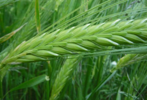 Ceny zbóż na giełdach światowych –19.04.2012