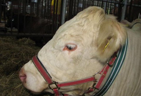 Urugwaj – Wzrost wartości eksportu wołowiny