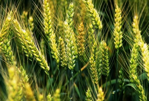 Ceny zbóż i oleistych na giełdach światowych–13.09.2011