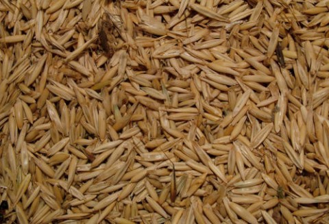 Ceny zbóż na giełdach światowych – 09.01.2012