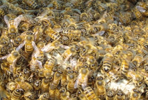 Zakaz uprawy kukurydzy GMO z powodu pszczół?