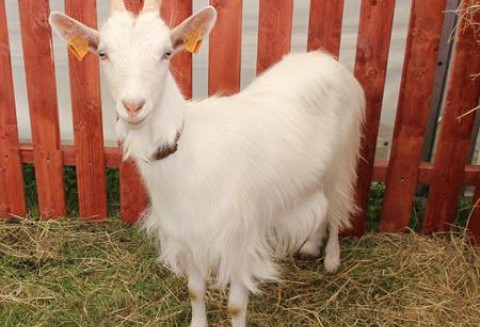 Portugalia – Kozy ratunkiem na szalejące pożary?