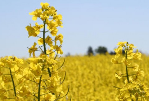 Ceny oleistych na światowych giełdach – 8.05.2012