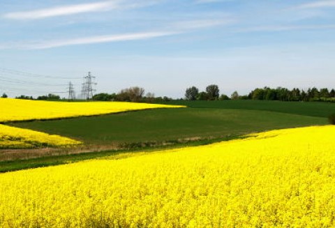 Tydzień na rynku giełdowym oleistych – 5.03.2012
