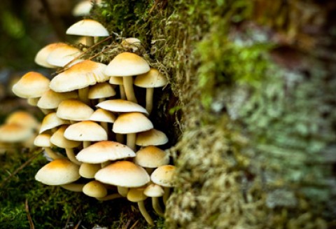 Nabór wniosków - zalesianie