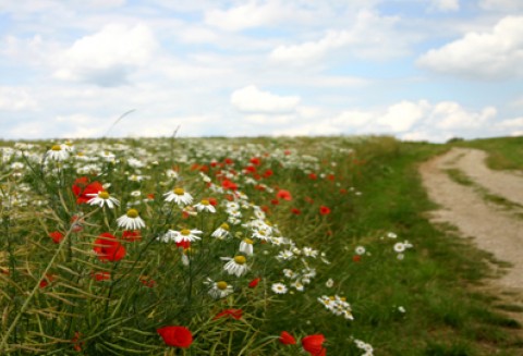 Ochrona prawna odmian roślin w UE w XXI w