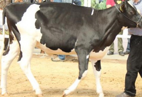 Wzrost produkcji polskiego mleka