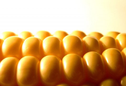 Wniosek do Komisji Europejskiej w sprawie uprawy kukurydzy GMO