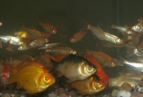 Konferencja Międzynarodowej Rady Badań Morza