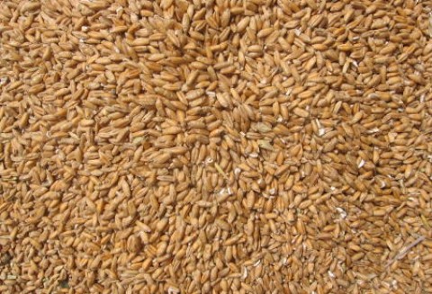 Ceny zbóż na giełdach światowych–25.10.2011