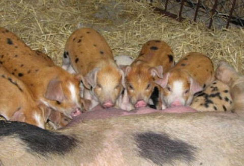 Wzrost importu wieprzowiny