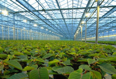 Holandia – Nowy pomysł na ekologiczną bardziej wydajną szklarnię