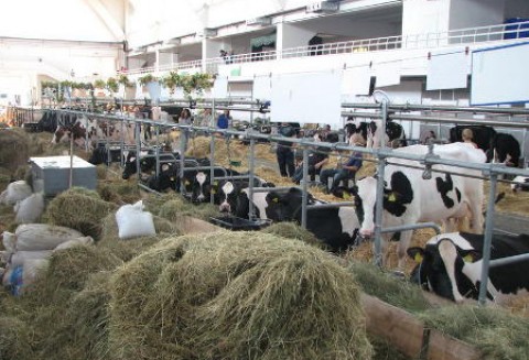 Tytuły rozdane, najlepsze bydło mleczne wybrane podczas XXV Krajowej Wystawy Zwierząt Hodowlanych w Poznaniu