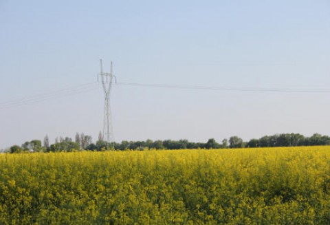 Ceny oleistych na giełdach światowych - 29.05.2012