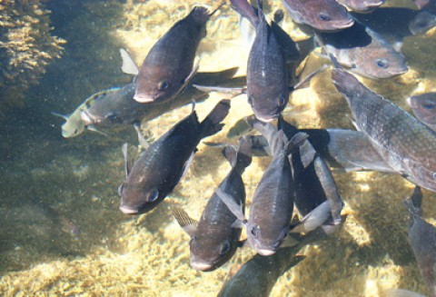 90 lat morskich badań rybackich