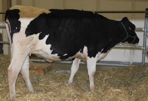 Bułgaria – Obszar zagrożenia pryszczycą został zmniejszony