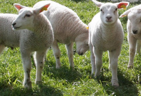 Nowa Zelandia – Wzrost eksportu jagnięciny