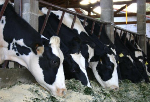 Brazylia – Spadek eksportu mięsa wołowego