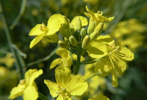 Spotkanie w sprawie kryteriów zrównoważonego rozwoju surowców rolnych na cele biopaliwowe