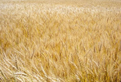 Ceny zbóż na giełdach światowych – 27.01.2012