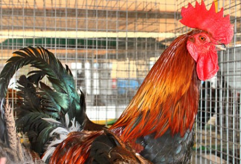 Brazylia – Wzrost eksportu drobiu
