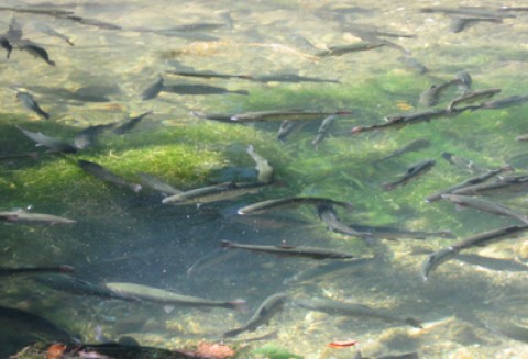 Ogłoszenie Prezesa Agencji Restrukturyzacji i Modernizacji Rolnictwa Tomasza Kołodzieja