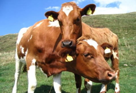 Rosja – Będzie embargo na import mięsa z Brazylii