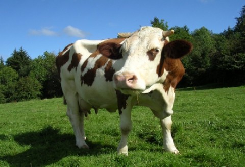 Wielka Brytania – Koniec walki z chorobą niebieskiego języka