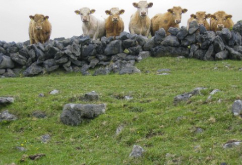 Uzbekistan – Ciągły wzrost pogłowia bydła