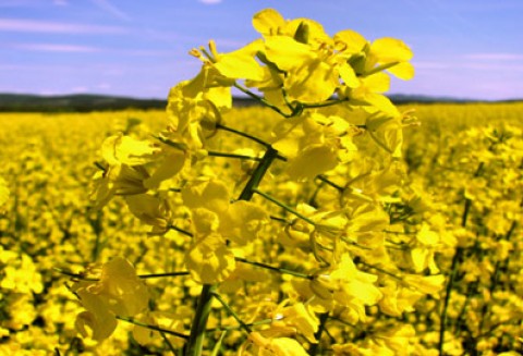 Ceny oleistych na giełdach światowych - 14.06.2012