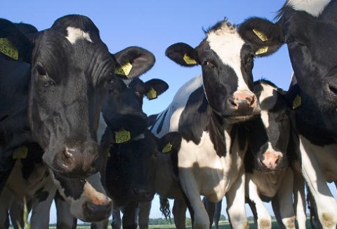 Wzrost eksportu wieprzowiny w UE