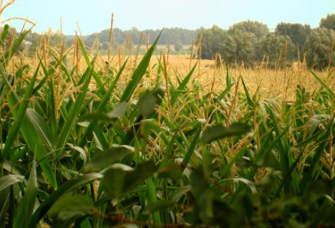 Tydzień na rynku giełdowym zbóż – 30.01.2012