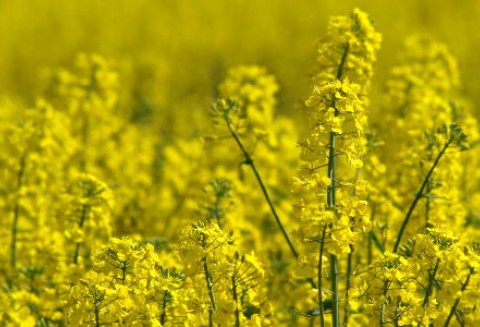 Ceny oleistych na giełdach światowych – 03.01.2012