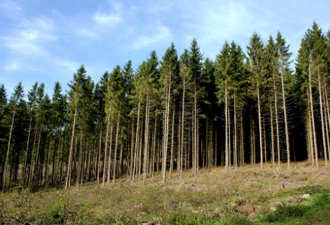 Fala pożarów w lasach