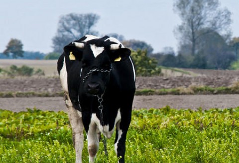 Portugalia – Coraz bardziej jest widoczny brak wołowiny i wieprzowiny