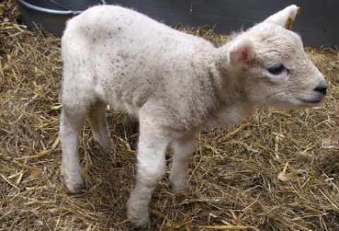 USA – Zwiększa się produkcja czerwonego mięsa