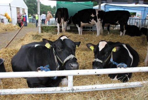 Urugwaj – Mniej ubojów bydła