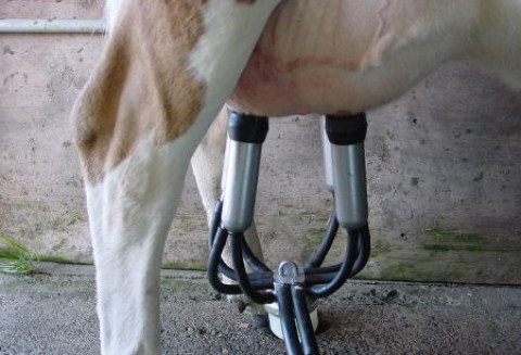 Mało producentów mleka