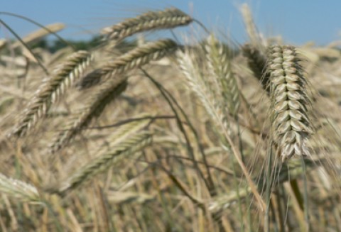 W CDR Radom zakończyły się Dni z Rolnictwem Ekologicznym