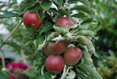 Na południu Polski tegoroczne zbiory owoców będą udane