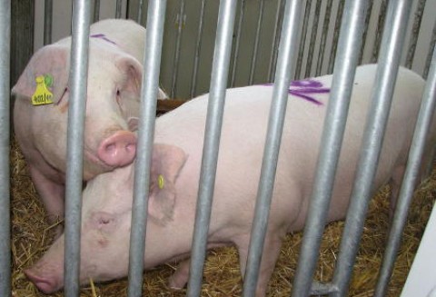 Oszczędzamy na mięsie