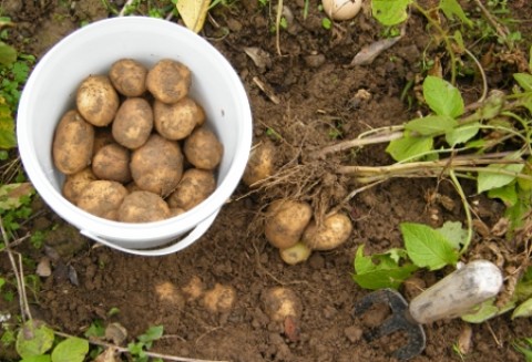 Ziemniaki skrobiowe zdrożeją?