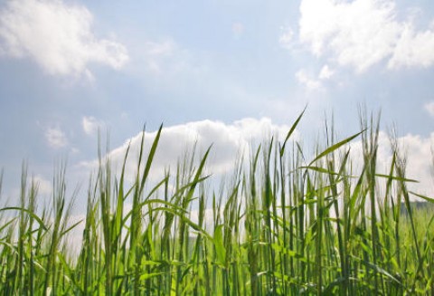 Silne wzrosty na rynku zbóż - 17.05.2012