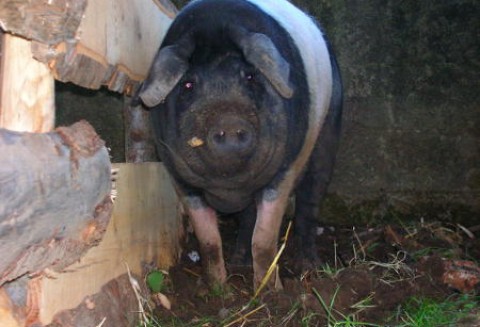 W tym tygodniu odnotowano pierwsze wzrosty cen