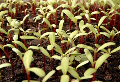 Dopłaty do materiału siewnego