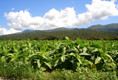 Nowa płatność do tytoniu i zmiana formy wsparcia owoców miękkich