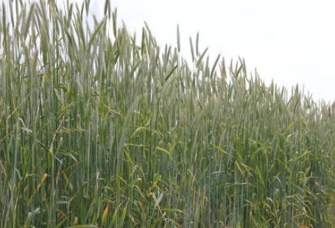 Tydzień pod znakiem wzrostów cen zbóż 11.06.2012